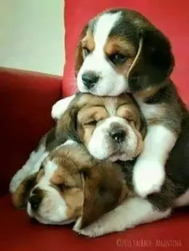 Beagle alegre e carinhoso 
