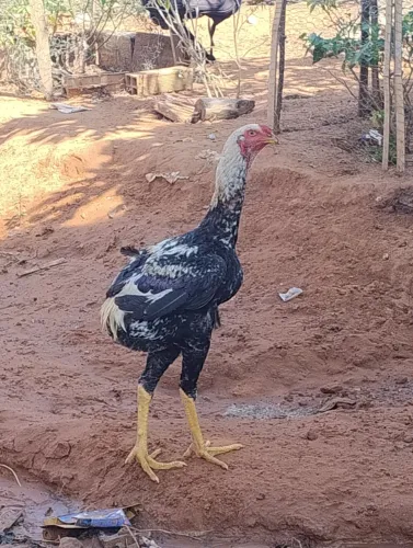 Frango indio gigante suro disponível 