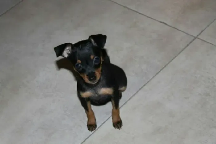 Baby Pinscher/Pincher dócil e saudável com pelagem densa ótima genética