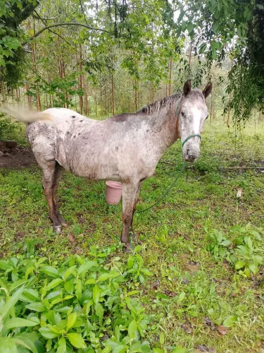 Cavalo com 6 anos, bom de lida e para crianças, castrado sem defeitos!