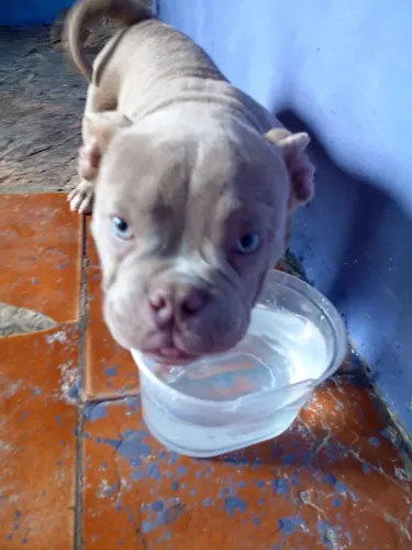 Cachorro
