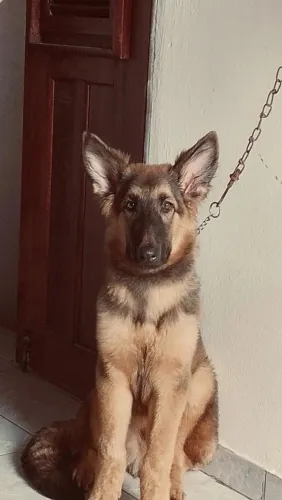 Vendo pastor alemão 7 meses