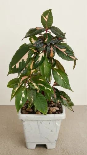 Vendo Plantas 06