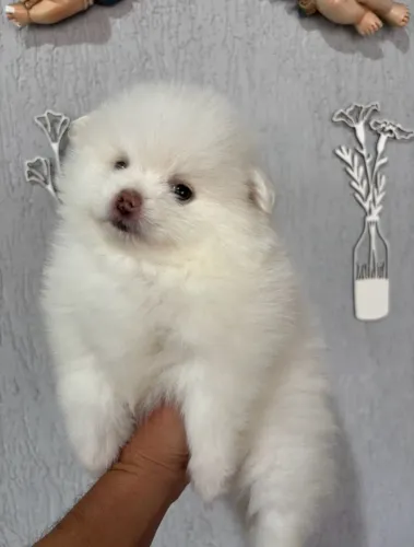 Spitz alemão fêmea