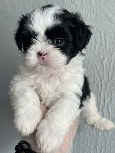 Shih Tzu