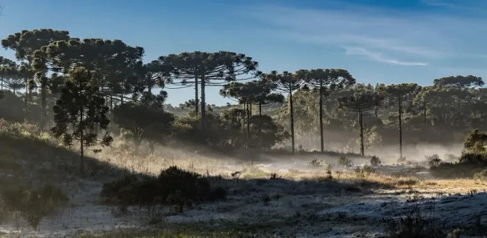 TERRENO EM CAMPO ALEGRE | 1.350 M² | CONDOMÍNIO PIEDRA | 20% DE ENTRADA + 60 PARCELAS MENS