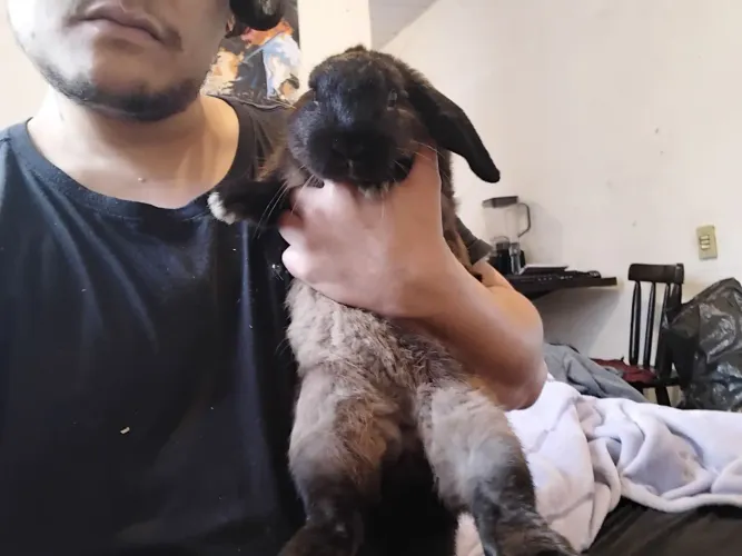 Coelho mini lop