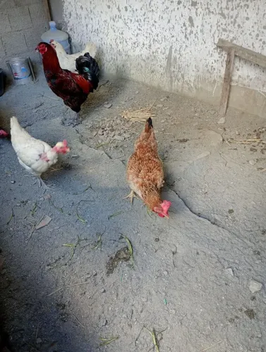 Frango e frangas gigante negro da terra
