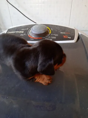 Filhotes salsicha preto 