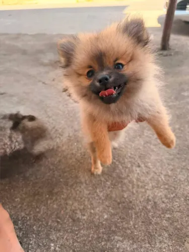 Vendo filhote de Spitz alemão fêmea