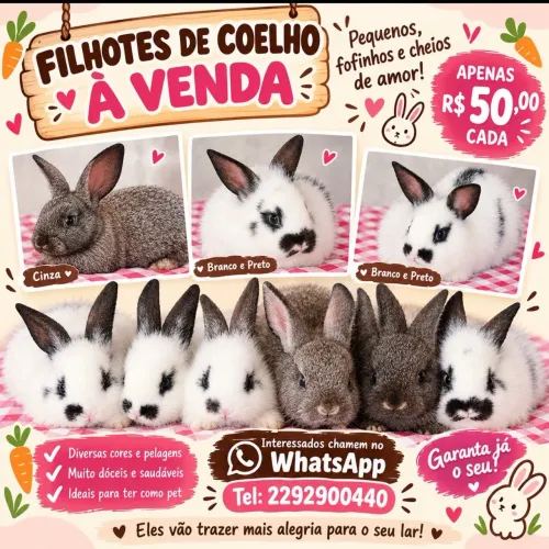 Coelhos com um mês e 12 dias