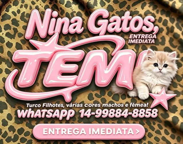 Angorá Turco Filhotes várias cores Macho e Fêmea 