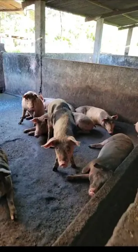 Porcos para venda...
