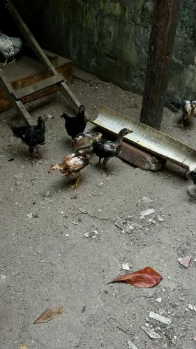 Pintinhos caipira