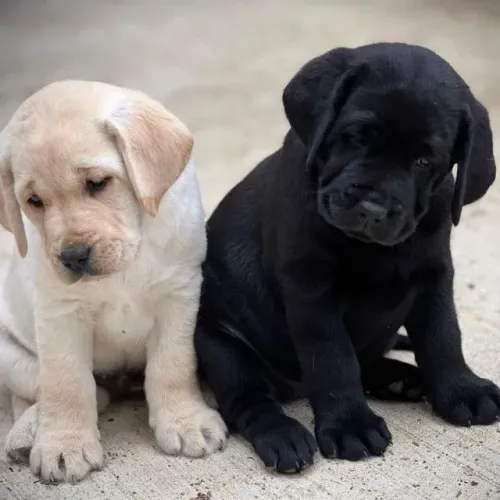 Labrador Laço que cresce em silêncio