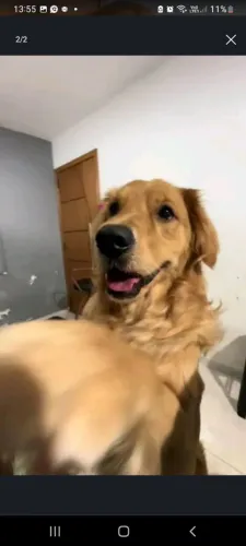 Cachorra golden retriever