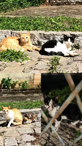 GATOS PRECISANDO DE ADOÇÃO URGENTE ? ? 