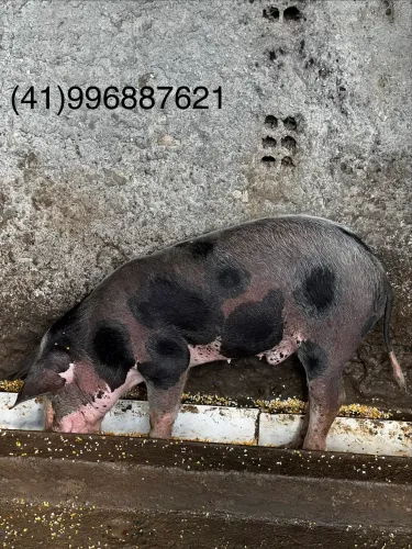 Animal 