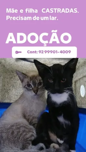Animais pra doação
