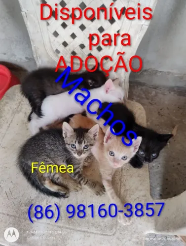 Doação de gatinhos 