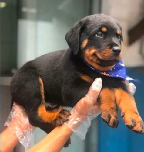 Rotweiller, 52 dias, vermifugado
