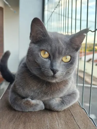 ADOÇÃO DE GATA DÓCIL E CASTRADA