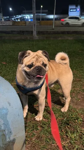 PET PROCURANDO Namorada