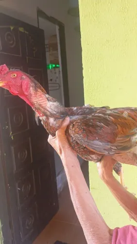 Galinha ?