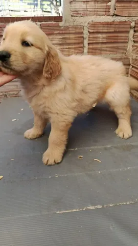 Linda femia de Golden 