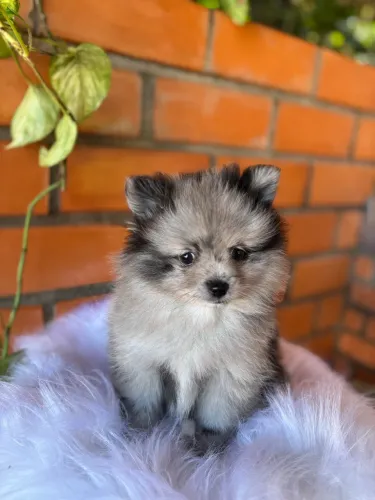 Spitz alemão fêmea