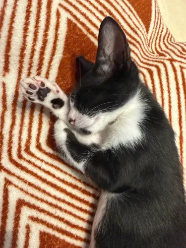 Gatinha pra adoção 