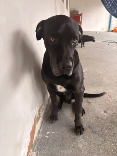 Doação Cachorro porte Grande - Black