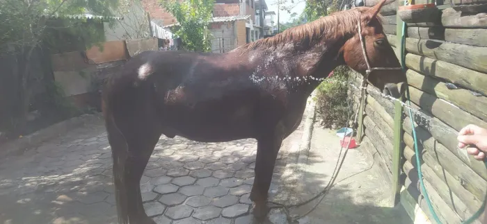 Cavalo 
