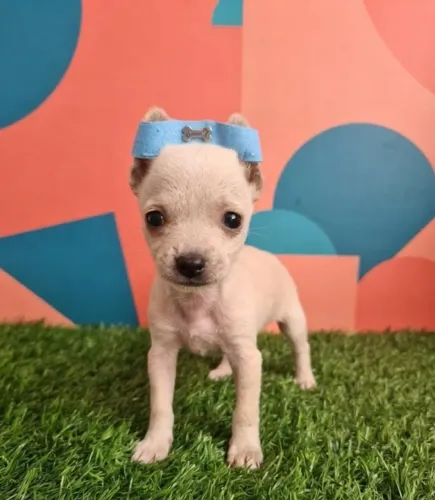 Seu Pinscher Espera Você