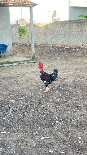 Vende-se