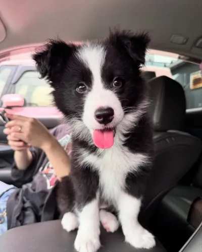 Filhotes de Border Collie | Alegria em cada instante.