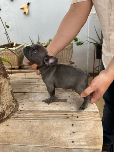 Filhote de Bulldog Francês Blue - macho 