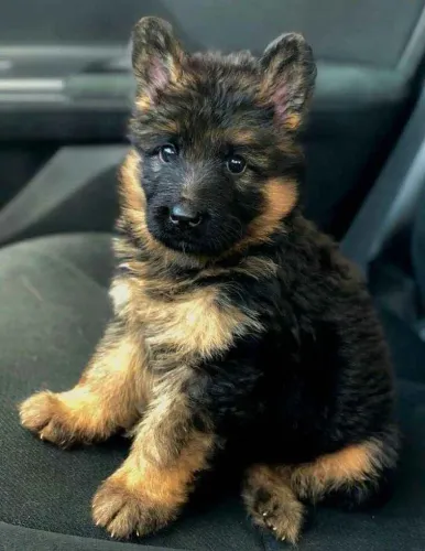 Filhote pastor alemão, Nada como o amor verdadeiro de um cachorro!