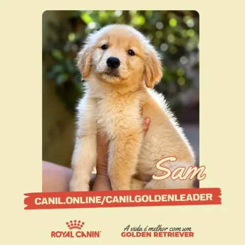 Sam, Golden Retriever dócil e brincalhão - disponível em Franca
