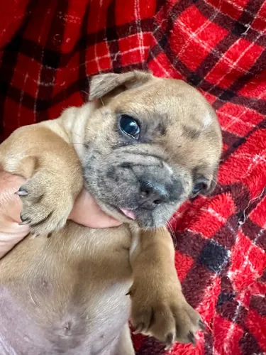 Buldogue francês 