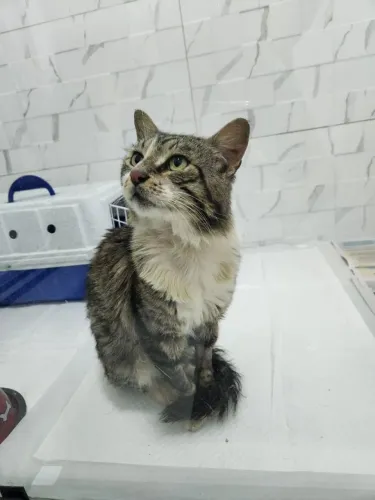 Gato castrado dócil