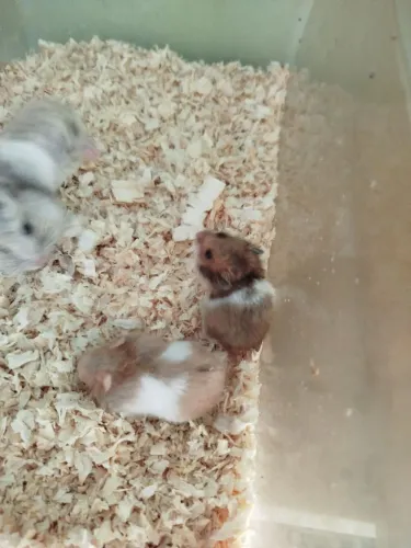 Hamsters 