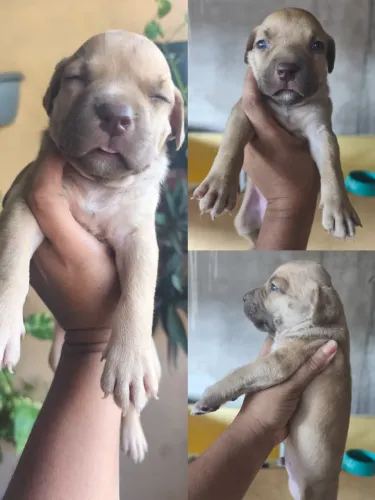 Filhotes de Pitbull América staffordshire