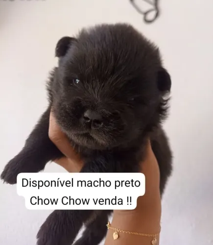 Chow Chow macho disponível para venda watts *- *