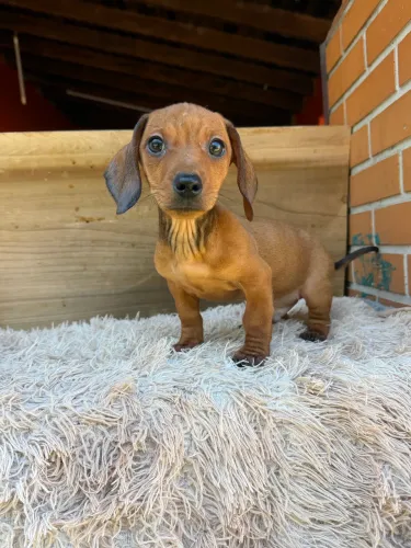 Dachshund caramelo