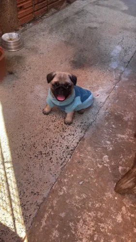  Pug filhote 