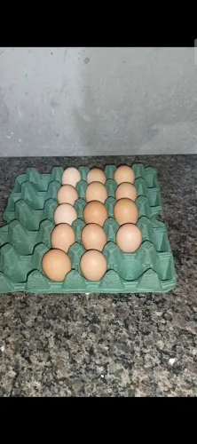 Ovos férteis de brahma light