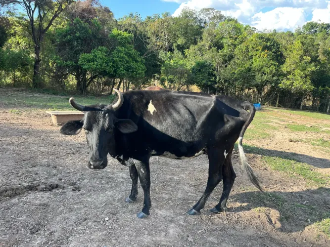 Vacas a venda
