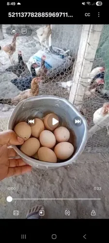 Ovos galado de galinha caipira