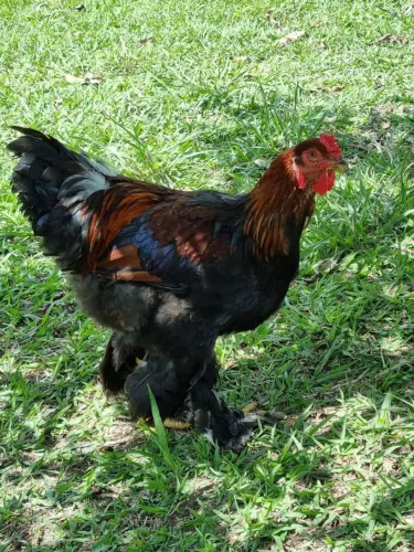 Brahma perdiz raça super linda saudável 